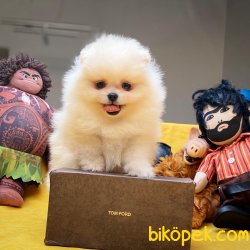 Muhteşem Kalitede Olan Pomeranian Boo Yavrumuz 4
