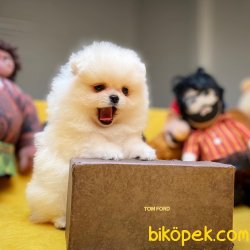 Muhteşem Kalitede Olan Pomeranian Boo Yavrumuz 3