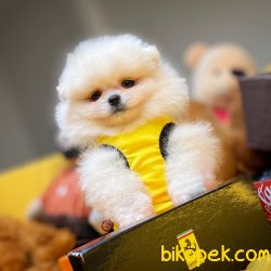 Muhteşem Kalitede Olan Pomeranian Boo Yavrumuz 2