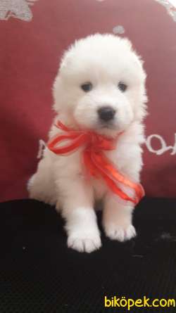 Muhteşem  Kar Beyaz Samoyed Yavrularımız 1