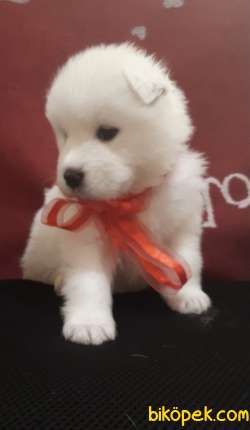 Muhteşem  Kar Beyaz Samoyed Yavrularımız 5
