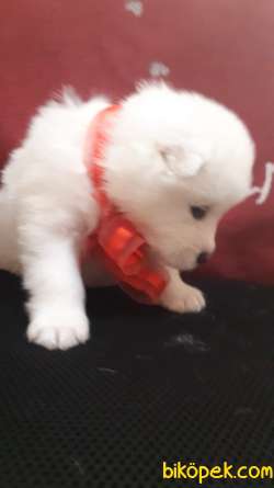 Muhteşem  Kar Beyaz Samoyed Yavrularımız 2