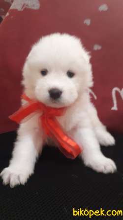 Muhteşem  Kar Beyaz Samoyed Yavrularımız 3