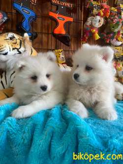 BURKEMDEN KAR TOPU SAMOYED BEBEKLER IRK GARANTİLİ 5