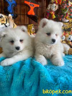BURKEMDEN KAR TOPU SAMOYED BEBEKLER IRK GARANTİLİ 3