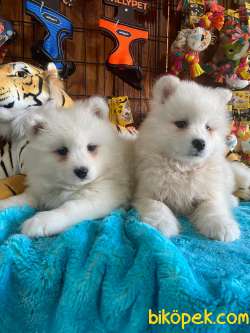 BURKEMDEN KAR TOPU SAMOYED BEBEKLER IRK GARANTİLİ