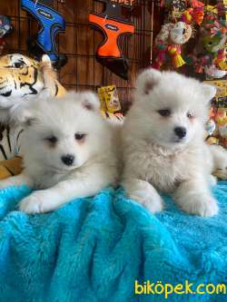BURKEMDEN KAR TOPU SAMOYED BEBEKLER IRK GARANTİLİ 4