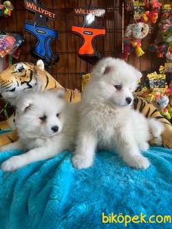 BURKEMDEN KAR TOPU SAMOYED BEBEKLER IRK GARANTİLİ 2