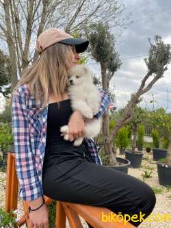 MUHTEŞEM KAR TOPU SAMOYED BEBEKLER IRK GARANTİLİ 5