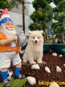 MUHTEŞEM KAR TOPU SAMOYED BEBEKLER IRK GARANTİLİ 3