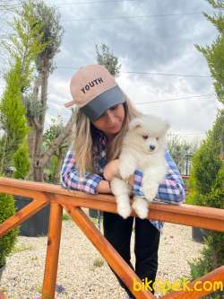 MUHTEŞEM KAR TOPU SAMOYED BEBEKLER IRK GARANTİLİ