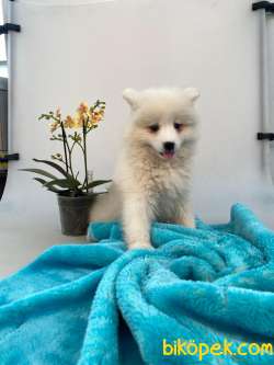 MUHTEŞEM KAR TOPU SAMOYED BEBEKLER IRK GARANTİLİ 2