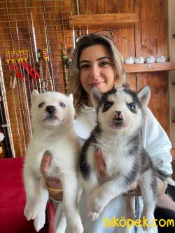 MUHTEŞEM KARİZMA HUSKY SİBİRYA KURDU BEBEKLER 4