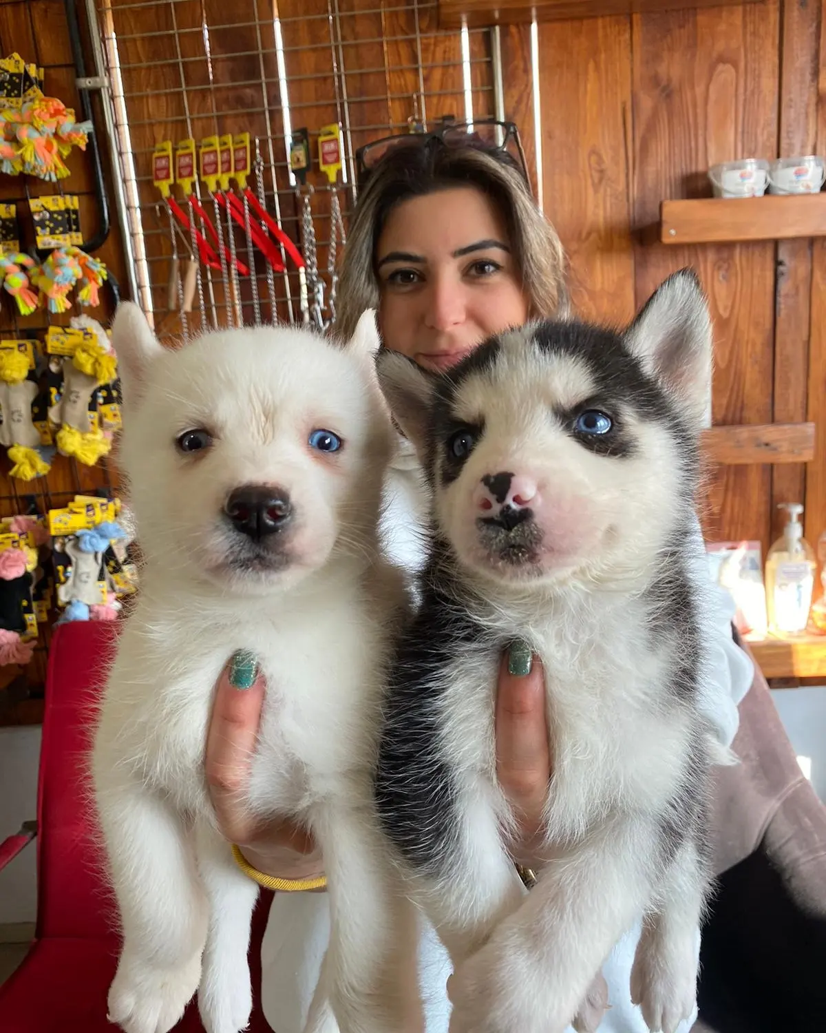 MUHTEŞEM KARİZMA HUSKY SİBİRYA KURDU BEBEKLER 2
