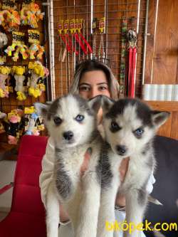 MUHTEŞEM KARİZMA HUSKY SİBİRYA KURDU BEBEKLER 5