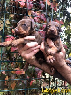 Muhteşem King Doberman Yavrularımız 5