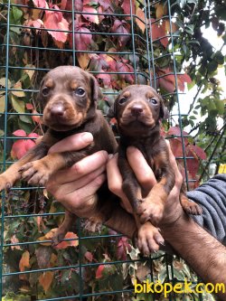Muhteşem King Doberman Yavrularımız 1