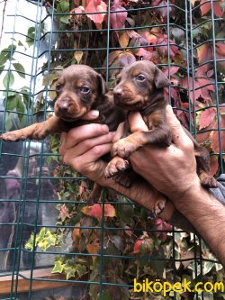 Muhteşem King Doberman Yavrularımız 2