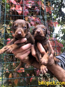 Muhteşem King Doberman Yavrularımız 4