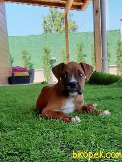 Muhtesem Kopek Boxer 1