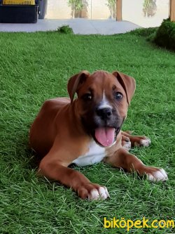 Muhtesem Kopek Boxer 5