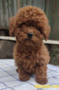 SECERELİ RED BROWN POODLE 1