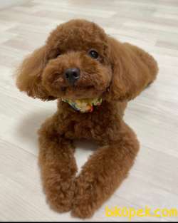 SECERELİ RED BROWN POODLE 2