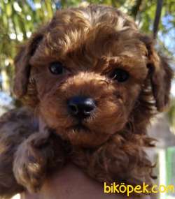SECERELİ RED BROWN POODLE 3