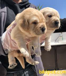 Muhteşem Labrador Retriever Yavrularımız 3