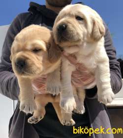 Muhteşem Labrador Retriever Yavrularımız 2