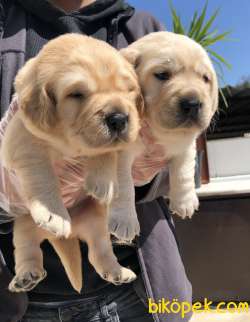 Muhteşem Labrador Retriever Yavrularımız 4