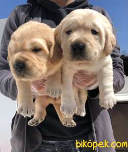 Muhteşem Labrador Retriever Yavrularımız 1