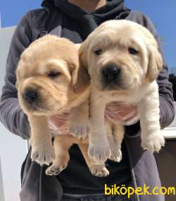 Muhteşem Labrador Retriever Yavrularımız 5