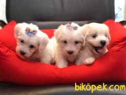 Muhteşem Maltese Terrier Yavrularımız 2
