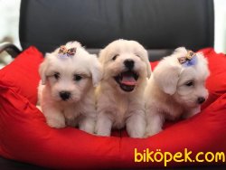 Muhteşem Maltese Terrier Yavrularımız 1