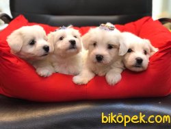 Muhteşem Maltese Terrier Yavrularımız 4