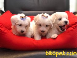 Muhteşem Maltese Terrier Yavrularımız 3