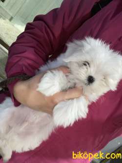 Muhteşem Maltese Yavrularım 2