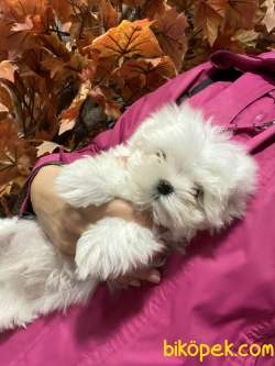 Muhteşem Maltese Yavrularım 3
