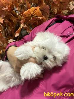 Muhteşem Maltese Yavrularım 1