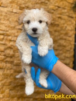 MUHTEŞEM MALTİPOO BEBEKLER 3