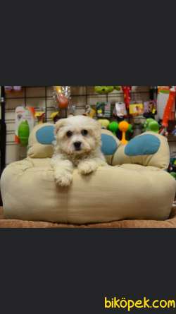 Muhteşem Maltipoo Bebekler 3