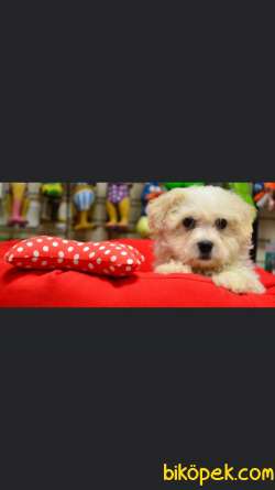 Muhteşem Maltipoo Bebekler 2