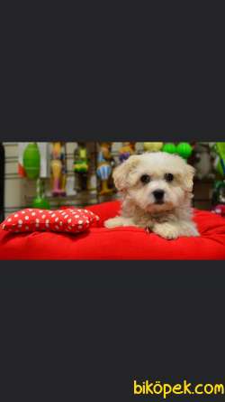 Muhteşem Maltipoo Bebekler 1