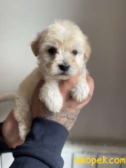 MUHTEŞEM MALTİPOO YAVRULAR 4
