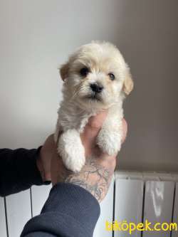 MUHTEŞEM MALTİPOO YAVRULAR 2