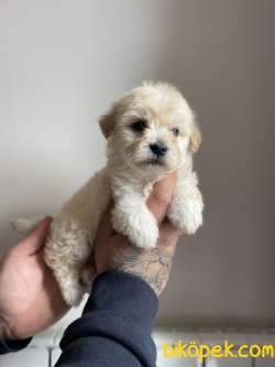 MUHTEŞEM MALTİPOO YAVRULAR 3