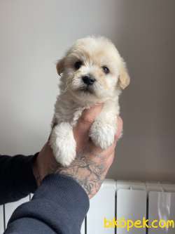 MUHTEŞEM MALTİPOO YAVRULAR 1