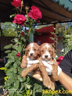 Muhteşem Maltipoo Yavrular 3