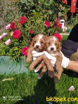 Muhteşem Maltipoo Yavrular 2